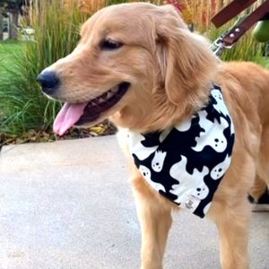 Over the collar Halloween dog bandana 👻